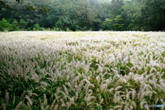 初秋