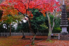 晩秋の奈良公園.1