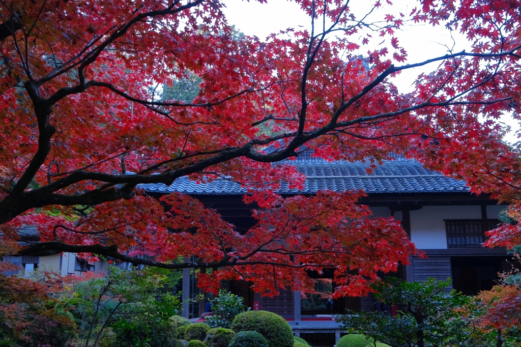 紅