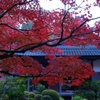 紅