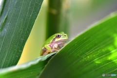 アマガエル