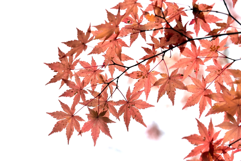 紅葉
