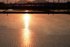 黄金色