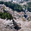 吉野千本桜