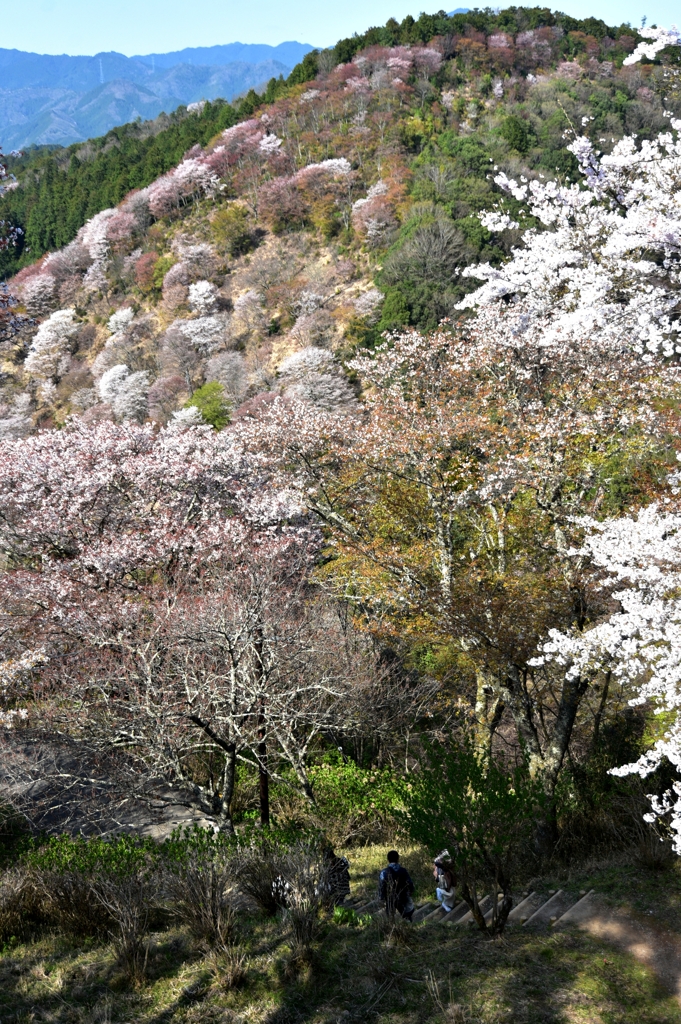 吉野を散策