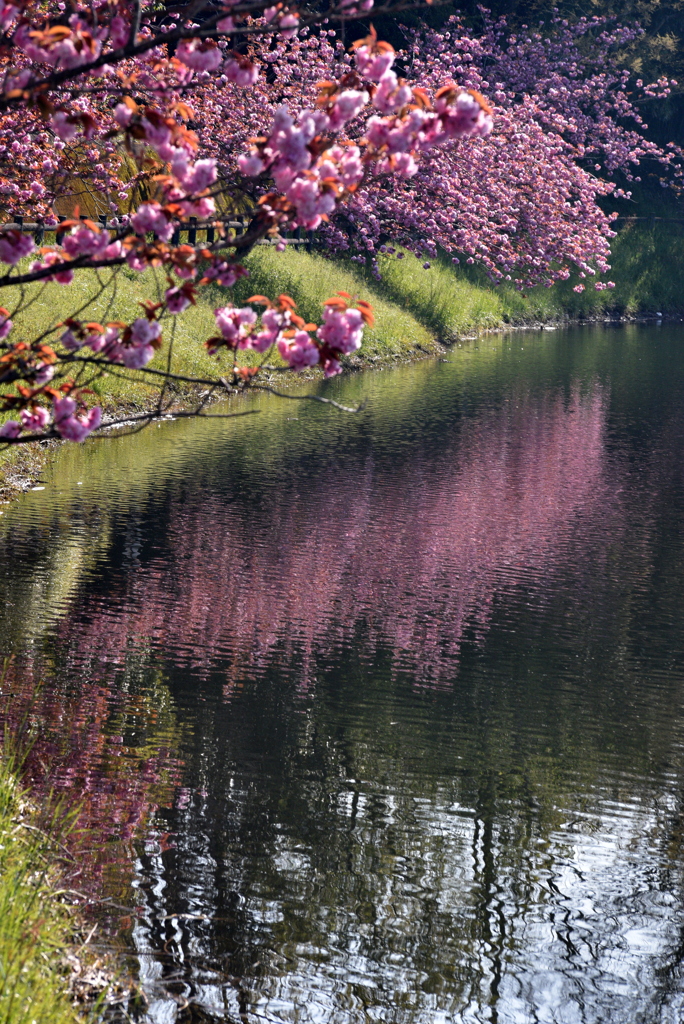 八重桜