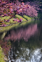 八重桜