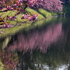 八重桜