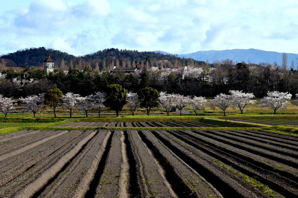 田起こし（横）