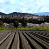 田起こし（横）