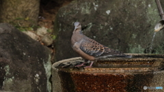 山鳩もやって来た