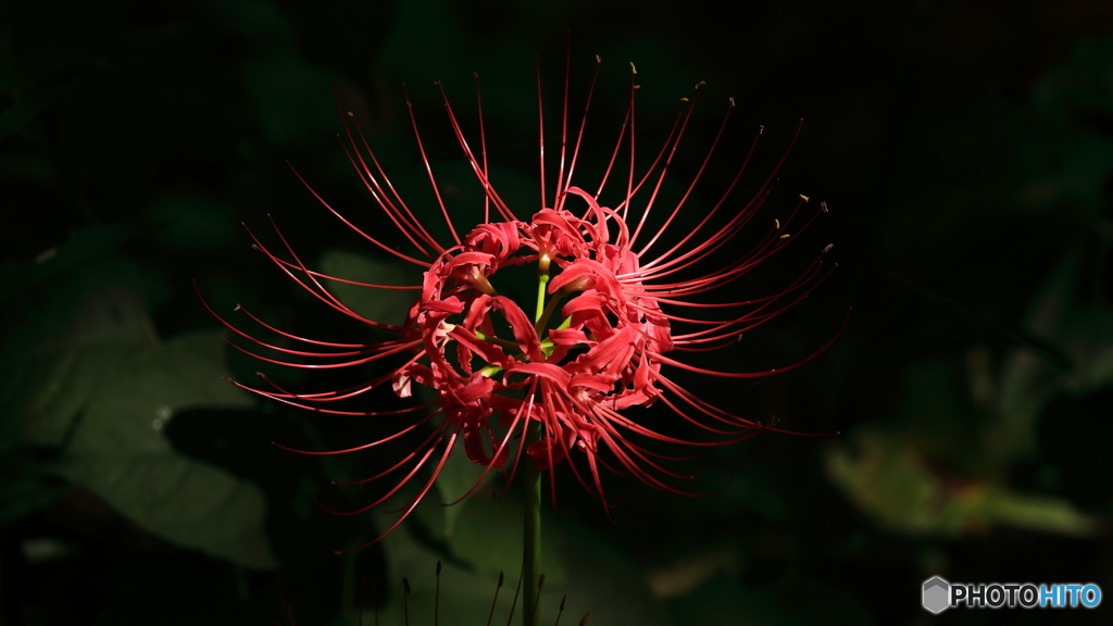 曼珠沙華