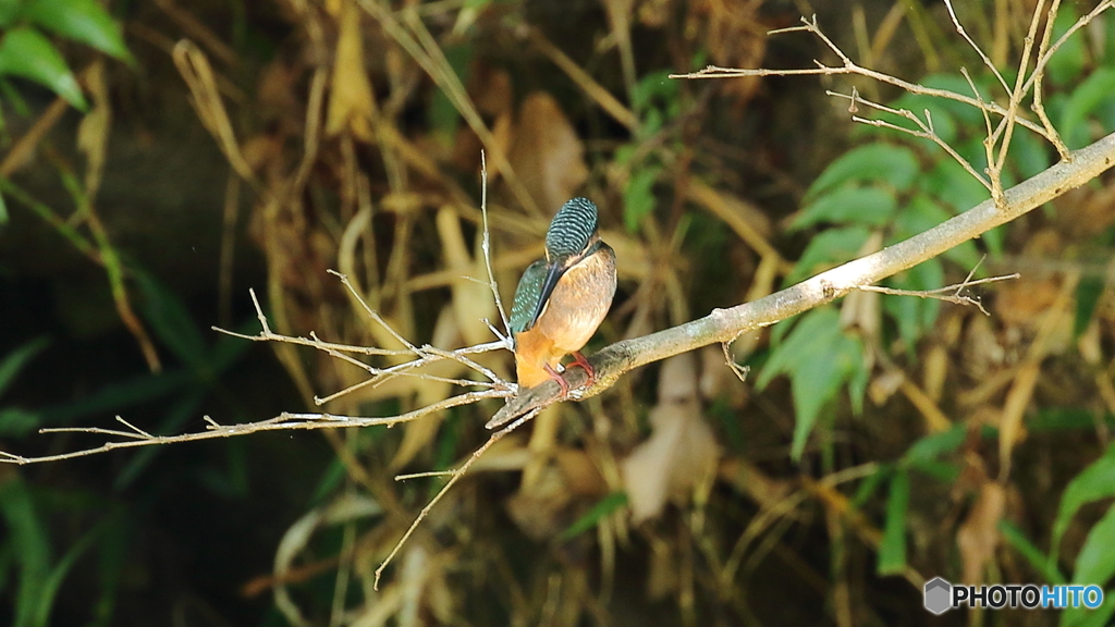 飛び込み枝に止まって１