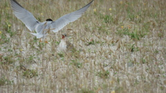 ご飯捕って来たよ