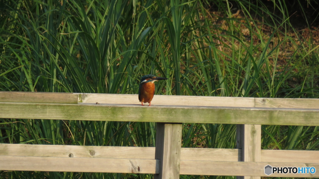 庭園のカワセミ