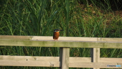 庭園のカワセミ