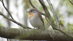 なんかペンギンみたいな雰囲気です