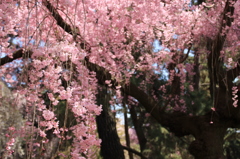 京都御所　桜１