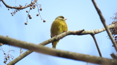 木の上のカワラヒワ