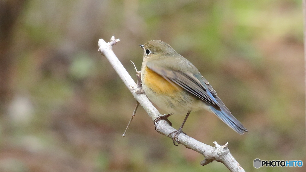 ルリビタキ若雄