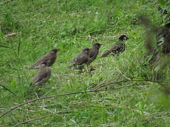 不明（シロハラ）改め　ムクドリ