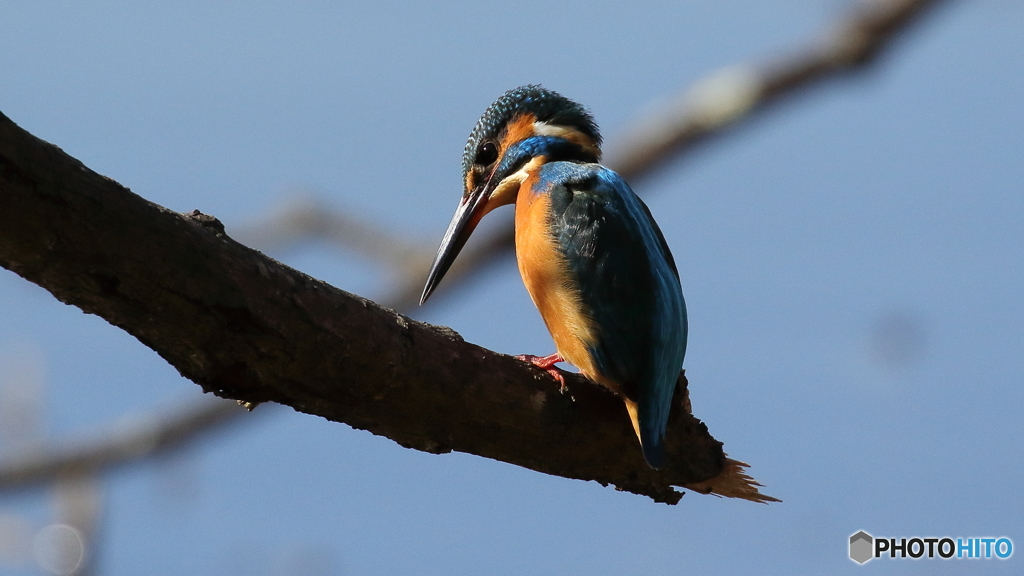 獲物は居ないか