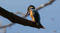 獲物は居ないか