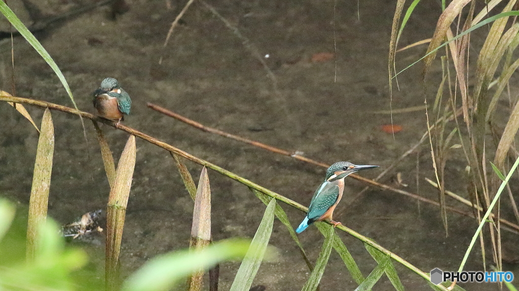 ２羽が並びました