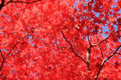 嵐山紅葉３