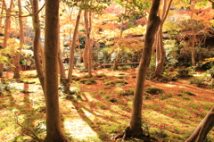 嵐山紅葉１５