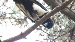 上からのぞくカササギ