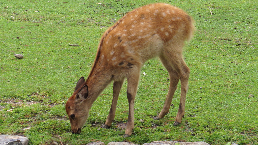 シカ♀