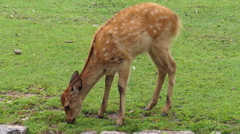 シカ♀