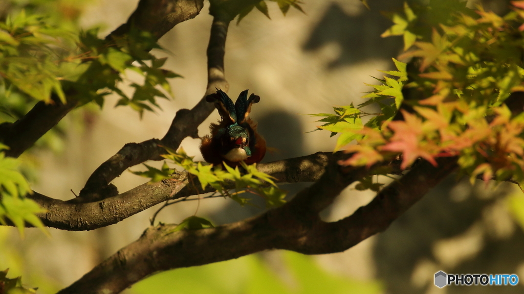 エンゼルポーズ