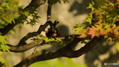 エンゼルポーズ