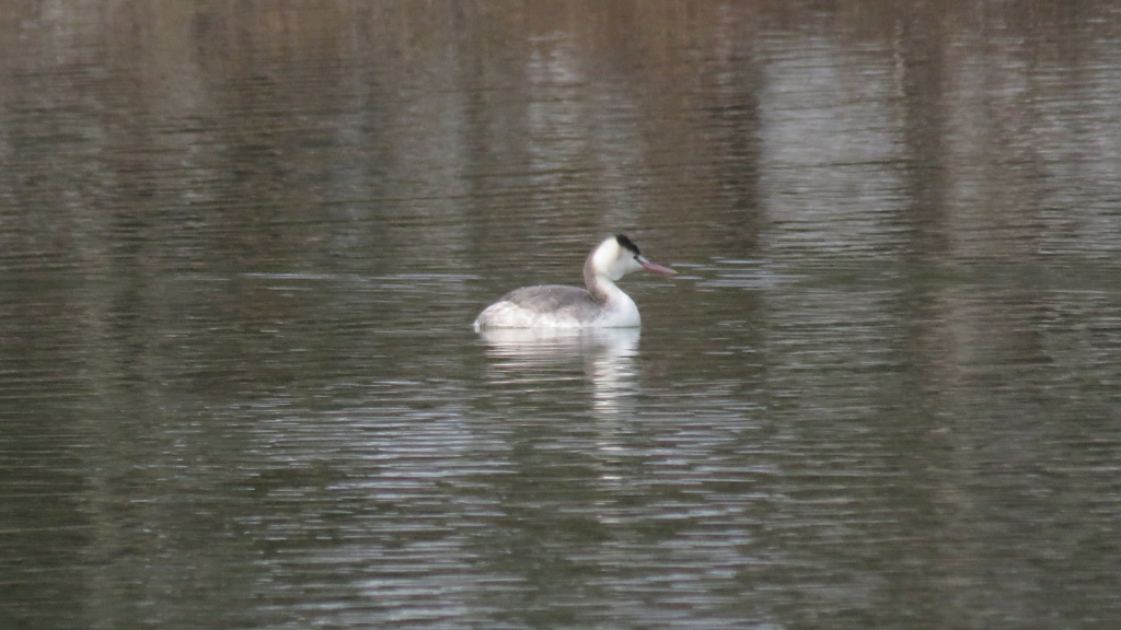 カンムリカイツブリ