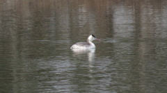カンムリカイツブリ