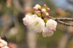 京都御苑の桜