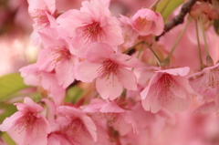 河津桜