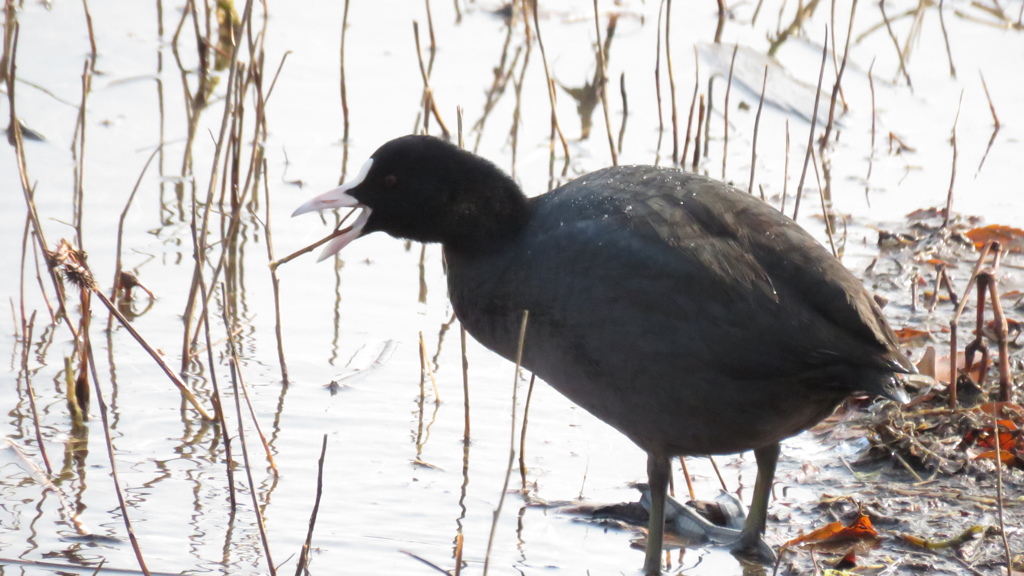オオバン食事中