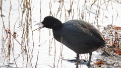 オオバン食事中