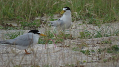 これは夫婦かな