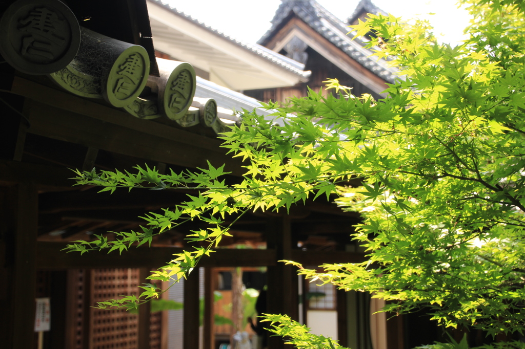 建仁寺　新緑の庭