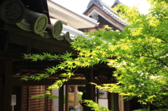 建仁寺　新緑の庭