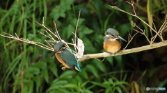 ヒナが２羽並びました２