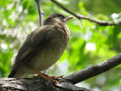 不明　改め　ムクドリ幼鳥