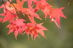 2014　紅葉