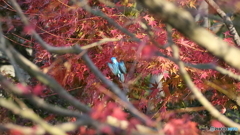 紅葉をバックに