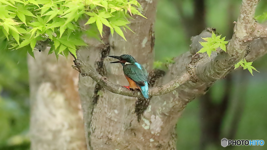 エビを捕りました