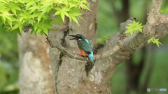 エビを捕りました